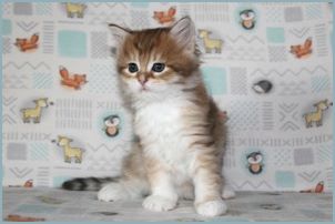 Female Siberian Kitten from Deedlebug Siberians 